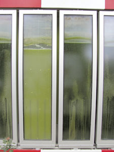 algae windows