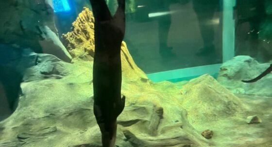 The Otter-ly Fin-tastic welcome reception at the 2025 IIBEC Building Enclosure Symposium