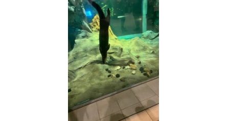 The Otter-ly Fin-tastic welcome reception at the 2025 IIBEC Building Enclosure Symposium