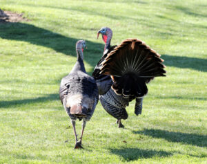 Wild turkey and geese dotted the course at the Foundations' Golf Tournament.