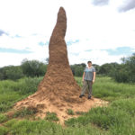 termite mound