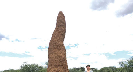 termite mound