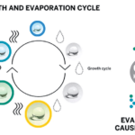 Growth and Evaporation Cycle