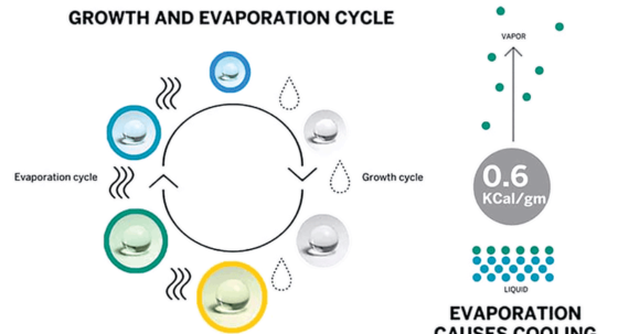 Growth and Evaporation Cycle